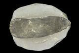 Fossil Neuropteris Seed Fern (Pos/Neg) - Mazon Creek #92279-1